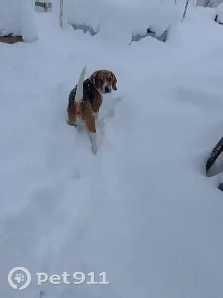 Пропала собака, ул. Пушкина, 30, Лабинск - photo