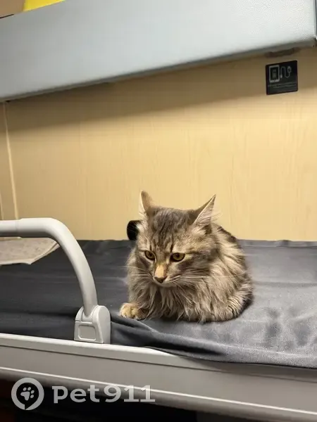 Пропала кошка на Молодёжной улице - photo