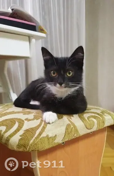 Пропала кошка на ул. Тельмана, 3, Туапсе - photo