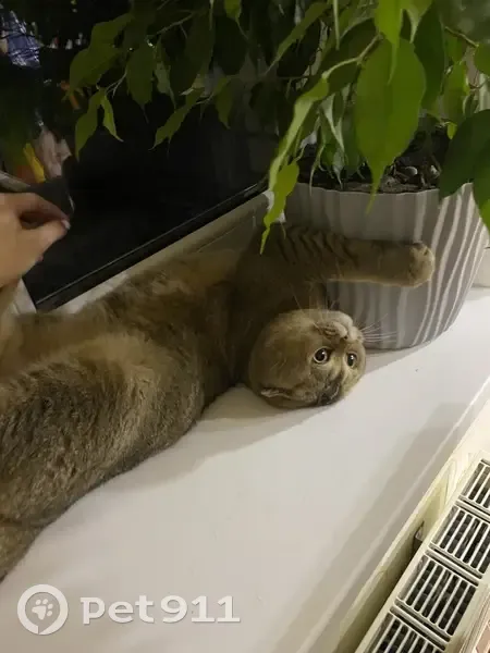 Пропала кошка, Южная ул., Можга - photo