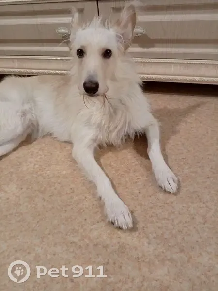 Пропала собака, ул. Комарова, 1А к3, Новотроицк - photo