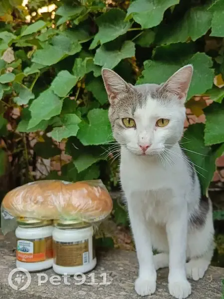 Пропала кошка, Боевой пер., Ростов-на-Дону - photo