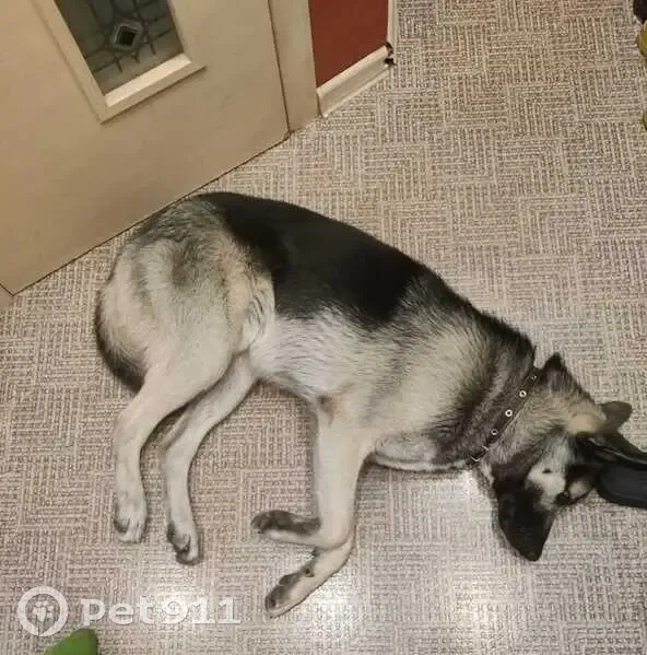 Пропала собака, 15-я линия, Ленобласть - photo