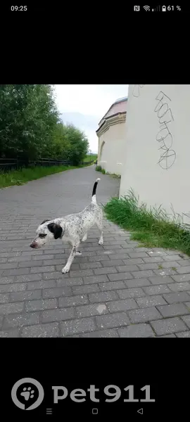 Пропала собака, Советская 34, Тверь - photo