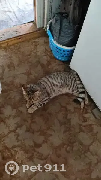 Пропал кот Бакс, Челябинск, ул. Садовая, 581 - photo