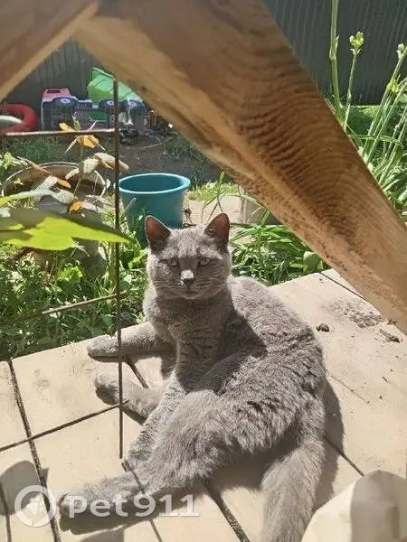 Пропала кошка в СНТ, Уфа, 77 - photo