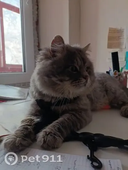 Пропал серый кот, Пролетарская 132, Майкоп - photo