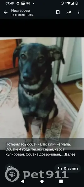 Пропала собака, Орская 86, Ростов-на-Дону - photo