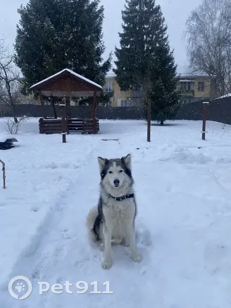 Пропала хаски и лайка, ул. Губкина, 9, Муром - photo