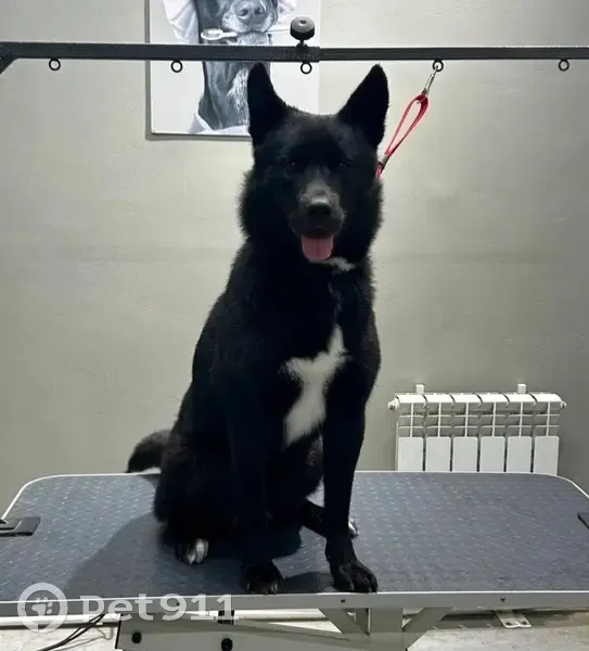 Пропала собака на ул. Губкина, Муром - photo