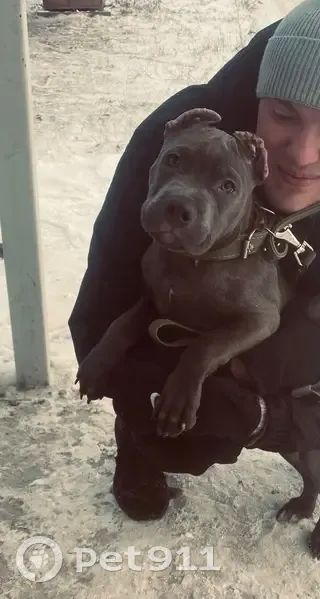 Пропала собака в Минусинске, Красноярск - photo