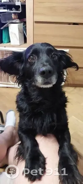 Найден черный спаниель, пр. Сиверса, 2Е - photo