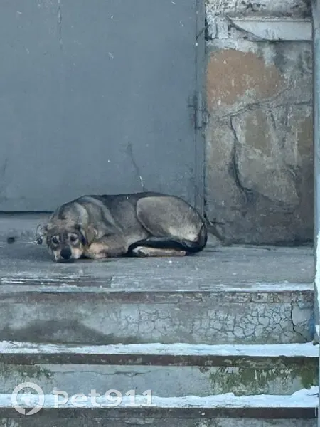 Пропала собака, ул. Щорса, 9, Новороссийск - photo