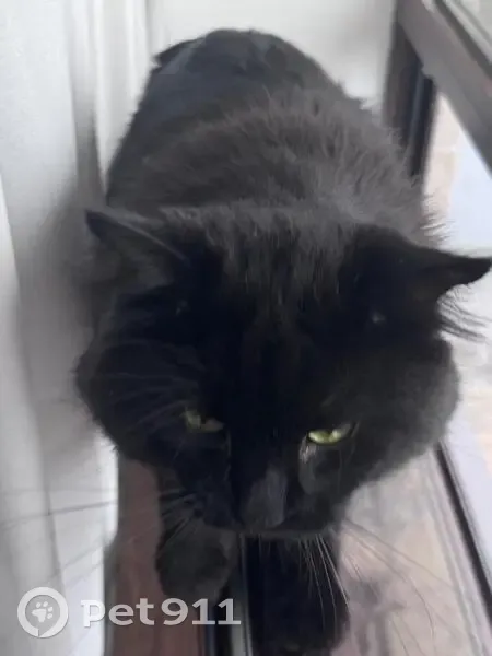 Пропала кошка, Феррарская 4, Краснодар - photo