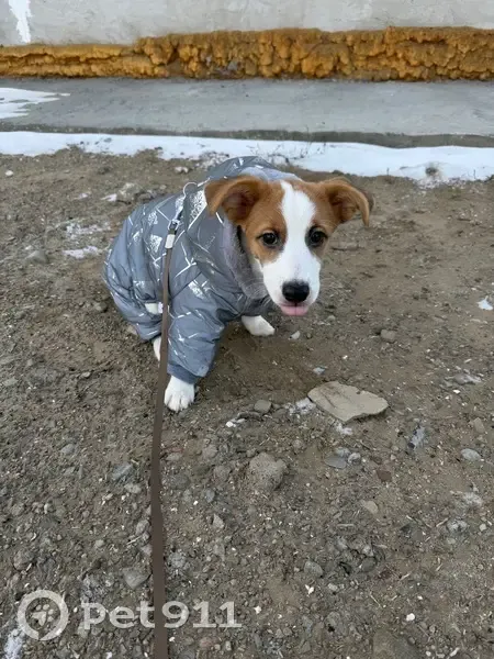Пропал щенок в Нижнем Саянтуе, Бурятия - photo
