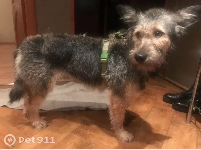 Пропала собака, Знамя Октября, Москва - photo