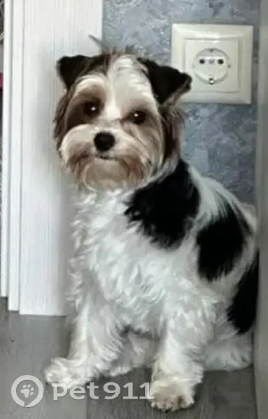 Пропала собака на 5-й просеке, 143, Самара - photo