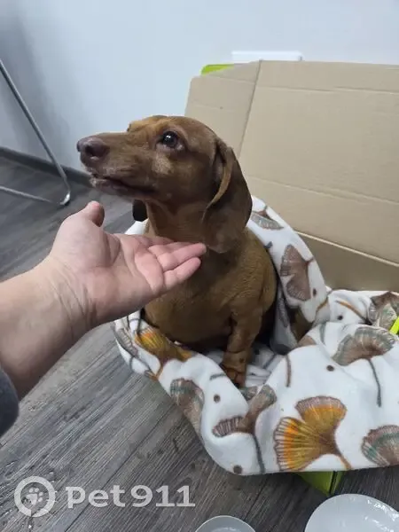 Пропала такса, ул. Дзержинского, 36 - photo