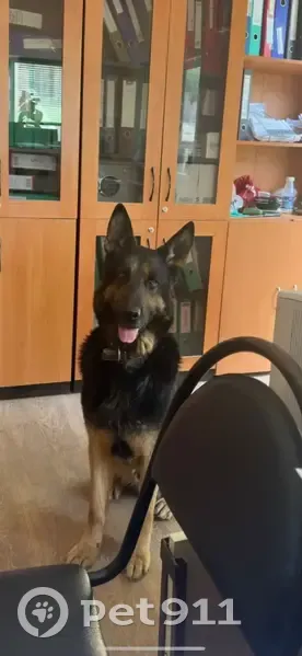 Пропала собака, ул. Салтыкова-Щедрина, Калуга - photo