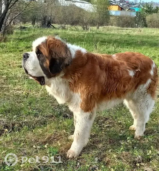 Пропала собака, ул. Полетаева, Златоуст - photo