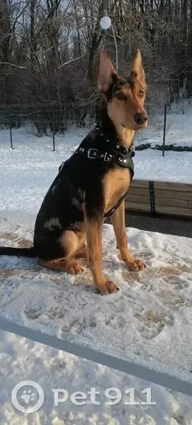 Пропала собака, Свободная ул., Усмань - photo