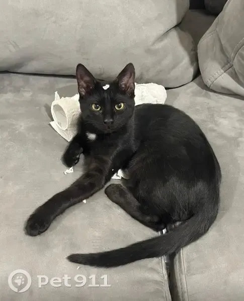 Пропала кошка в Колычево, МО - photo