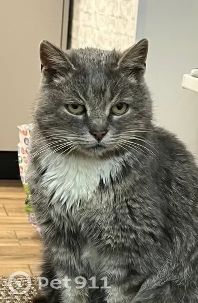 Пропала кошка, ул. М.Горького, Ряжск - photo