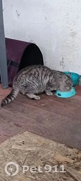 Найдена кошка, Юношеская улица, Липецк - photo