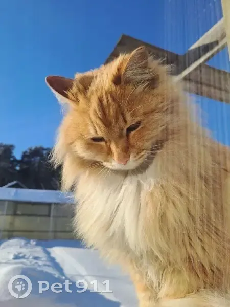 Пропала кошка, ул. Лобачевского 20, Ангарск - photo