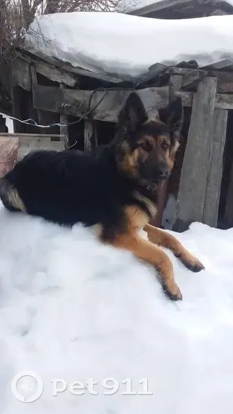 Пропала овчарка, Ярославка, Саратовская обл. - photo