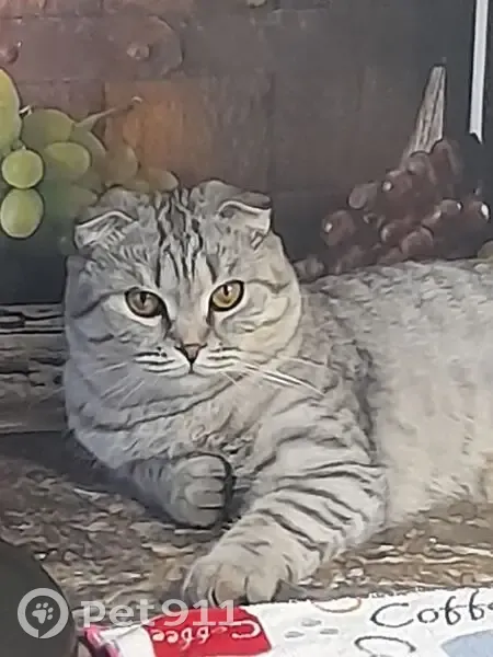 Пропала кошка, Самара, Сбежал 4 - photo