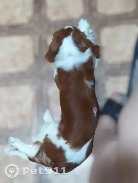 Пропала собака в СДТ 