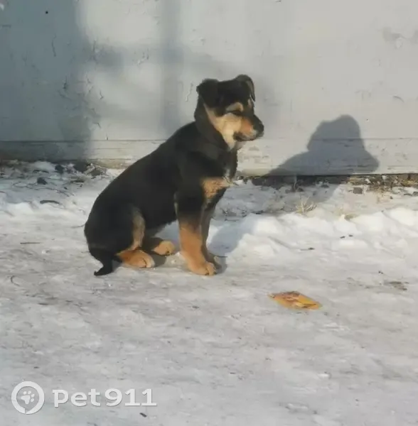 Пропала собака, переулок Добролюбова, 6 - photo
