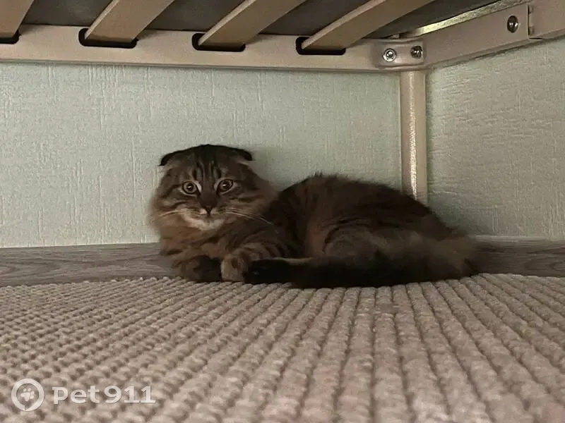 Пропала кошка, Острогожская 170/1, Воронеж - photo