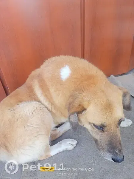 Пропала собака, Таганрог, 3-й Новый пер. 13 - photo