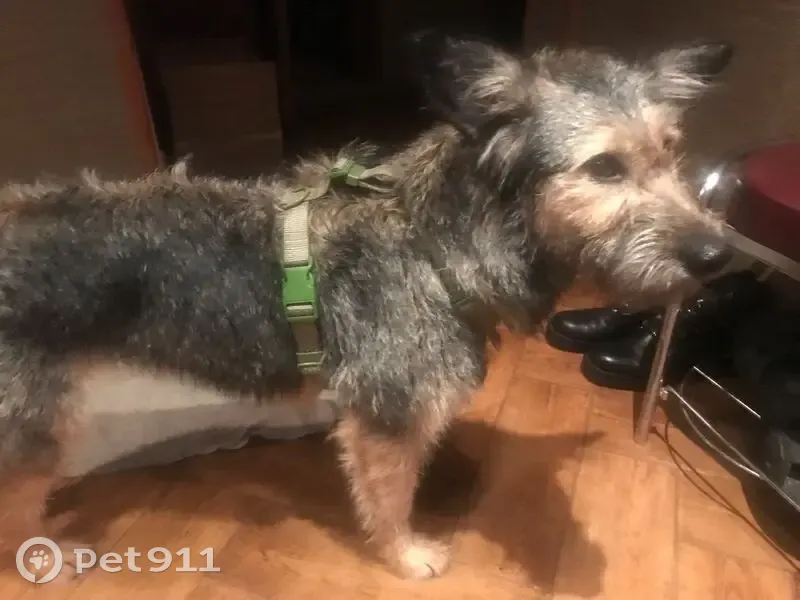 Пропала собака в Щербинке, Москва - photo