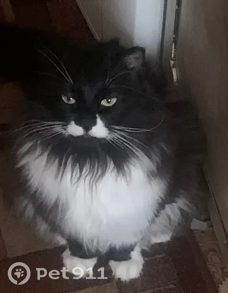 Пропала кошка, Московский тракт, Тюмень - photo