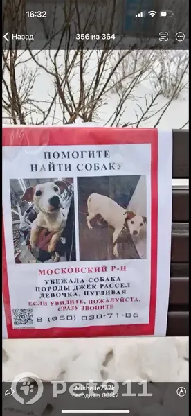 Пропала собака, Пулковское шоссе, 42к9 - photo