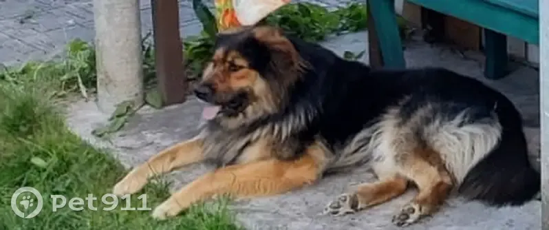 Пропала собака, Льялово, МО - photo