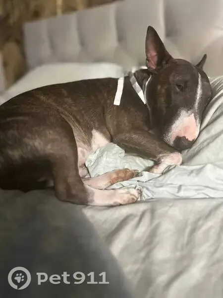 Пропала собака, Левково-3, МО - photo