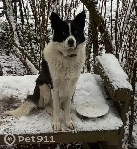 Пропала собака, Урицкого 8, Луга - photo
