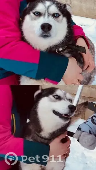 Пропала хаски, Пионерская 54, Пластуновская - photo