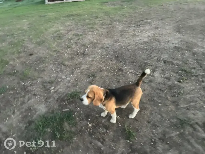 Пропала собака Бим, Кути, Забайкалье - photo