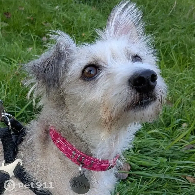 Собака найдена: ул. 70 лет Октября, 8/1 - photo