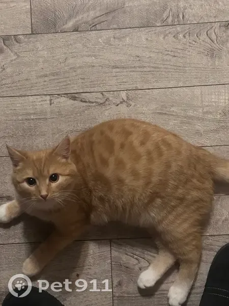 Пропала кошка, Малинское ш. 47, Коломна - photo