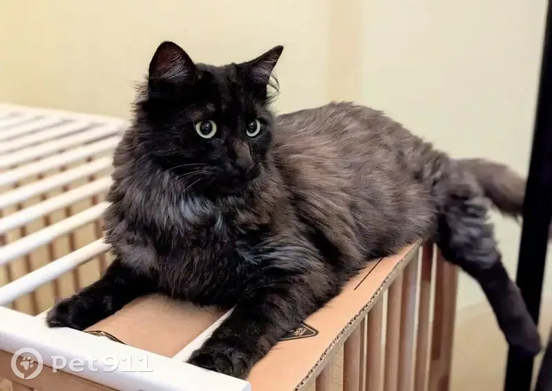 Найден кот, пр. Чекистов 1, Краснодар - photo