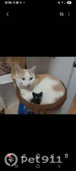 Пропала кошка в Боровске, Калужская обл. - photo