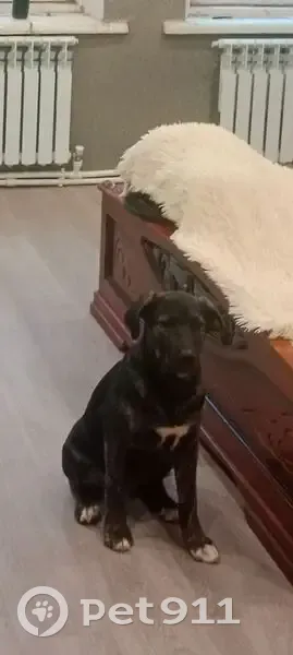 Пропала собака, ул. Кирова, 2, Торжок - photo