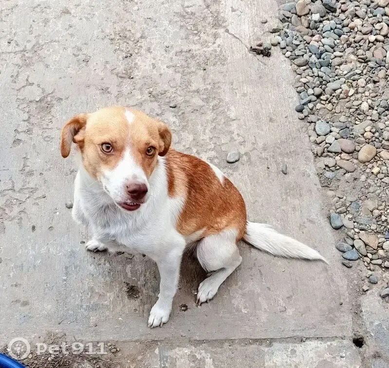 Пропала собака, ул. З. Космодемьянской - photo