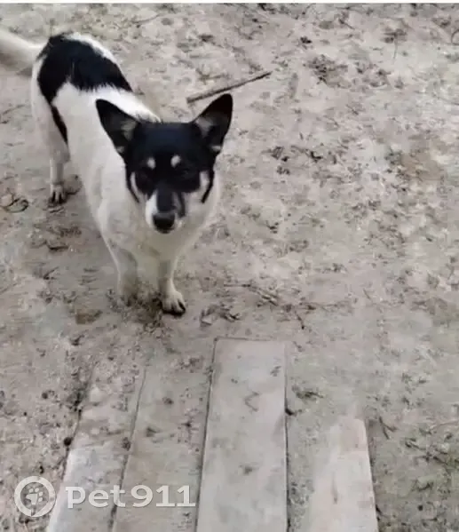 Пропала собака в г.о. Курск, Курская обл. - photo